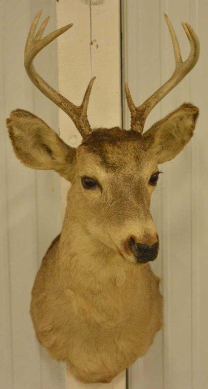 8-Point Mule Deer Shoulder Mount