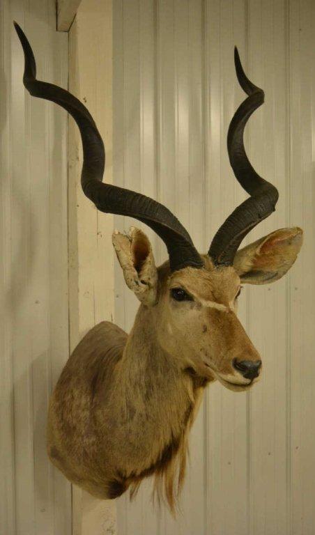 Large African Kudu Shoulder Mount