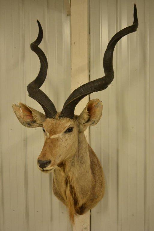 Large African Kudu Shoulder Mount