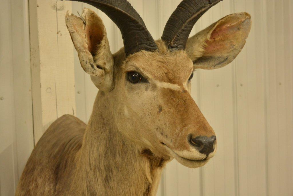 Large African Kudu Shoulder Mount