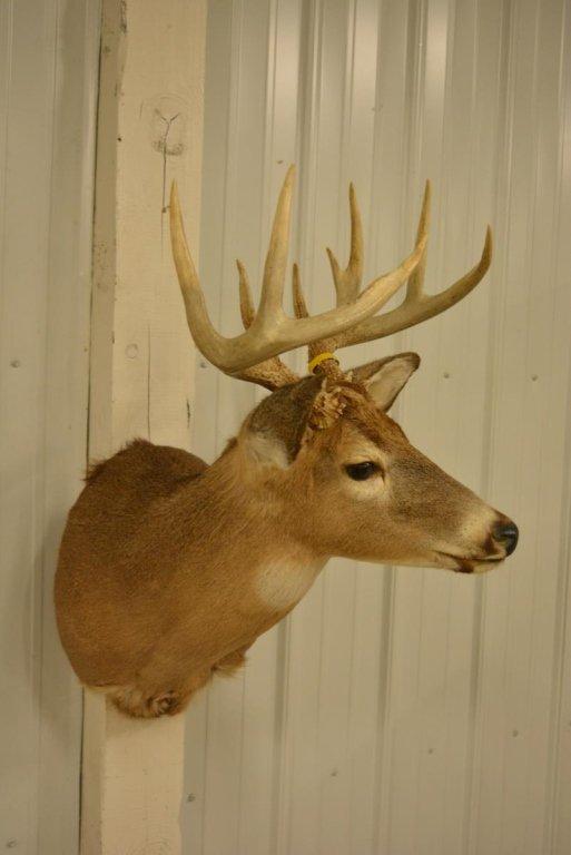 9-Point Whitetail Deer Shoulder Mount