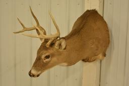 8-Point Whitetail Deer Shoulder Mount