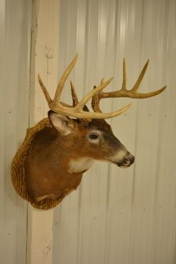 10-Point Whitetail Deer Shoulder Mount