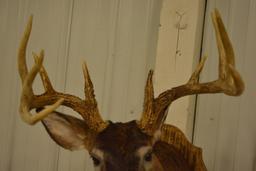 10-Point Whitetail Deer Shoulder Mount