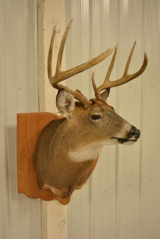 8-Point Whitetail Deer Shoulder Mount