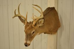 9-Point Whitetail Deer Shoulder Mount