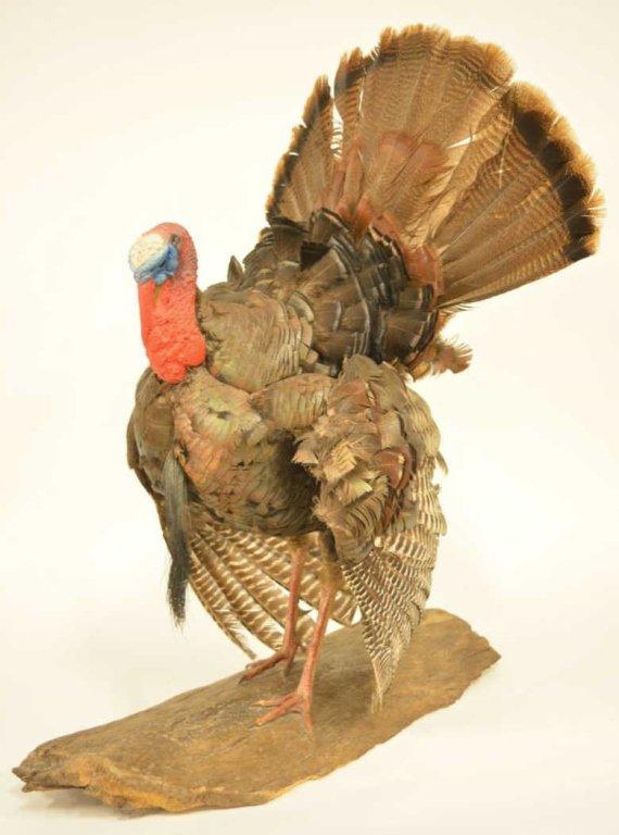 Wild Turkey Full Body Mount