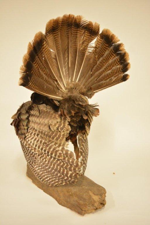 Wild Turkey Full Body Mount