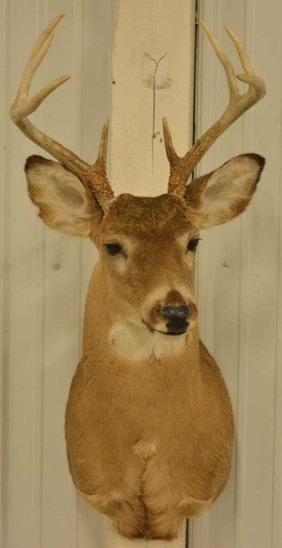 8-Point Whitetail Deer Shoulder Mount