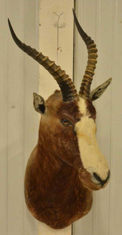 African Blesbok Shoulder Mount