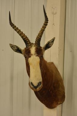 African Blesbok Shoulder Mount