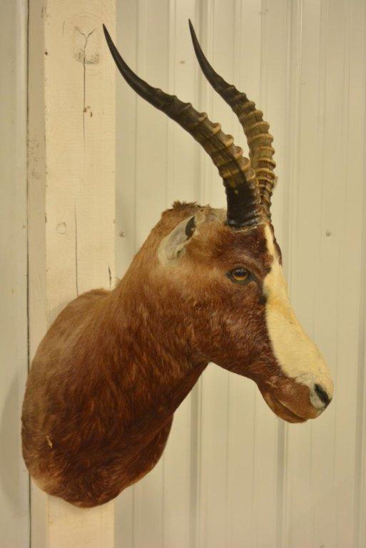 African Blesbok Shoulder Mount