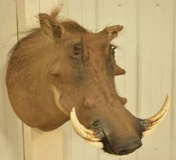 African Warthog Shoulder Mount