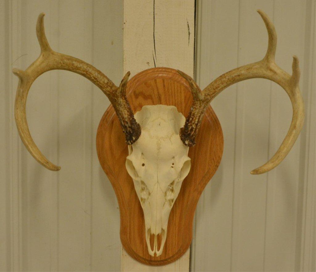 8-Point Whitetail European Skull Mount