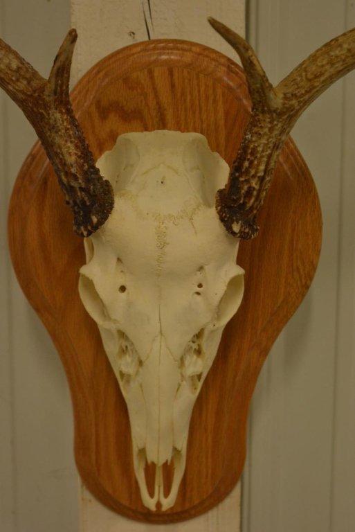 8-Point Whitetail European Skull Mount