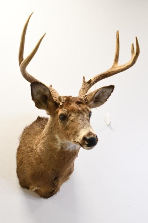 8-Point White Tail Deer Shoulder Mount