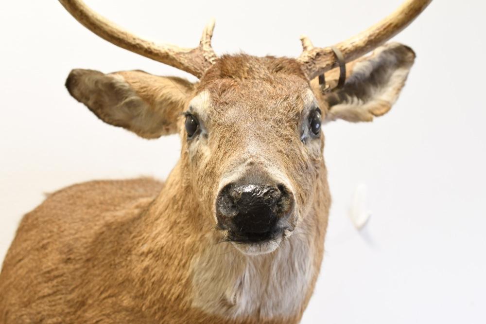 8-Point White Tail Deer Shoulder Mount