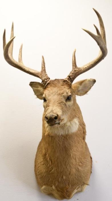 10-Point White Tail Deer Shoulder Mount