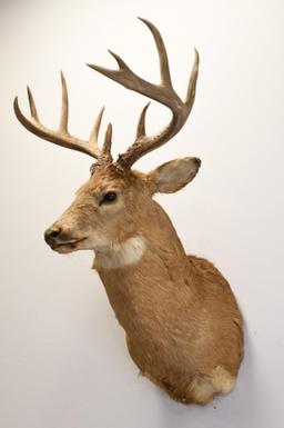 10-Point White Tail Deer Shoulder Mount