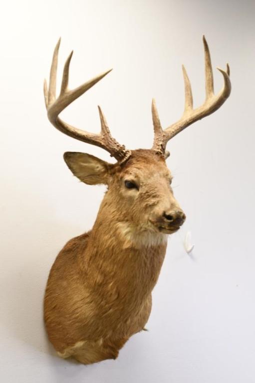 10-Point White Tail Deer Shoulder Mount