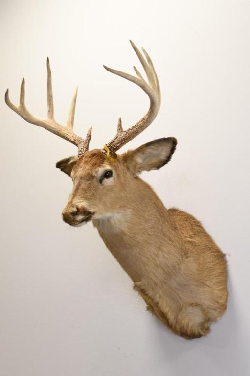 10-Point White Tail Deer Shoulder Mount