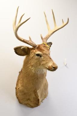 10-Point White Tail Deer Shoulder Mount