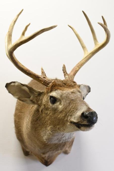 10-Point White Tail Deer Shoulder Mount