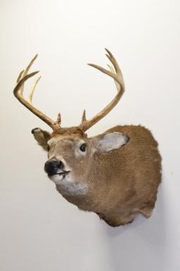 10-Point White Tail Deer Shoulder Mount