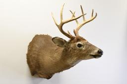 10-Point White Tail Deer Shoulder Mount