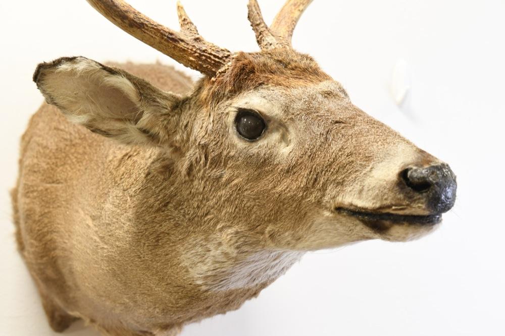 10-Point White Tail Deer Shoulder Mount