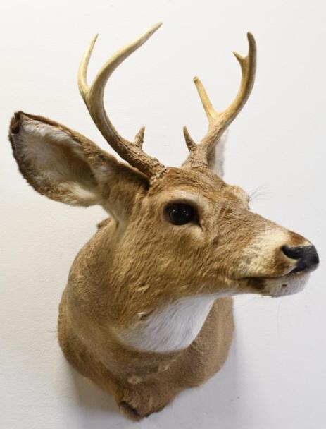 7-Point White Tail Deer Shoulder Mount