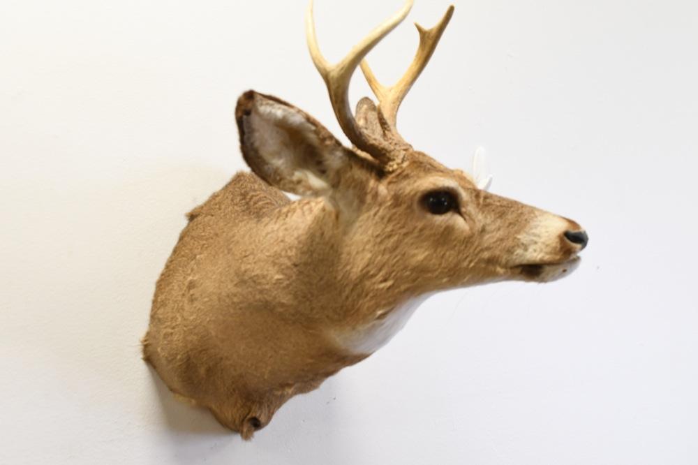 7-Point White Tail Deer Shoulder Mount