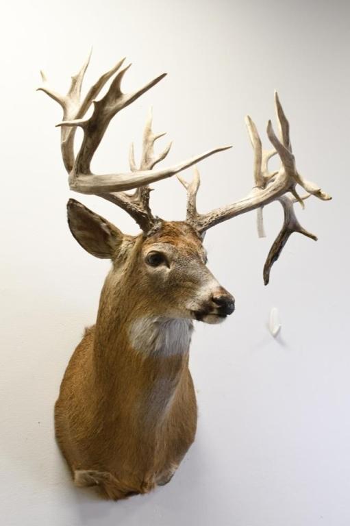 29-Point WhiteTail Deer Non-Typical Shoulder Mount