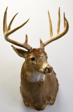 10-Point White Tail Deer Shoulder Mount