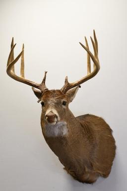 10-Point White Tail Deer Shoulder Mount