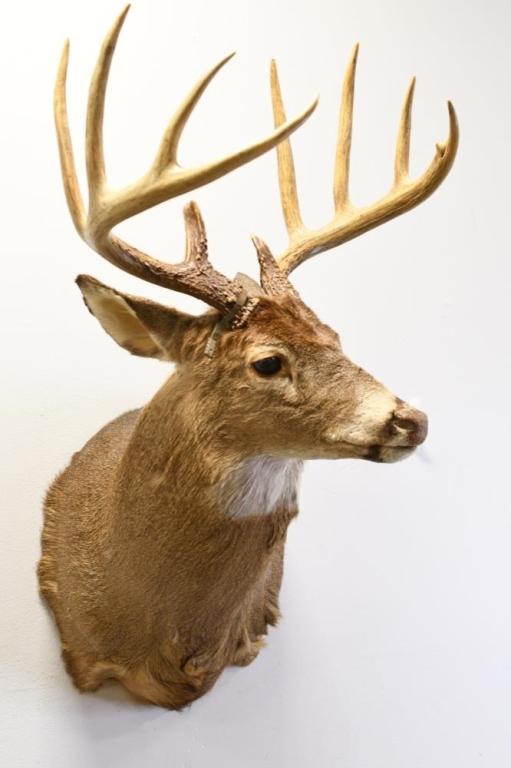 10-Point White Tail Deer Shoulder Mount