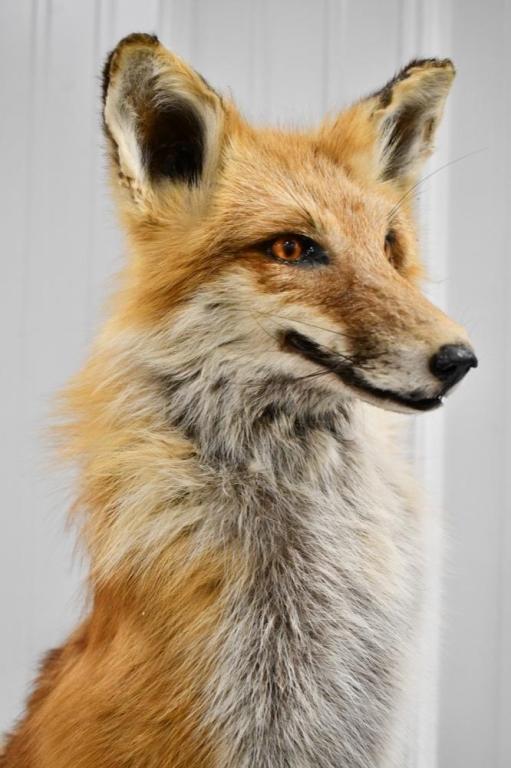 Full Body Red Fox On Fence Post Taxidermy Display