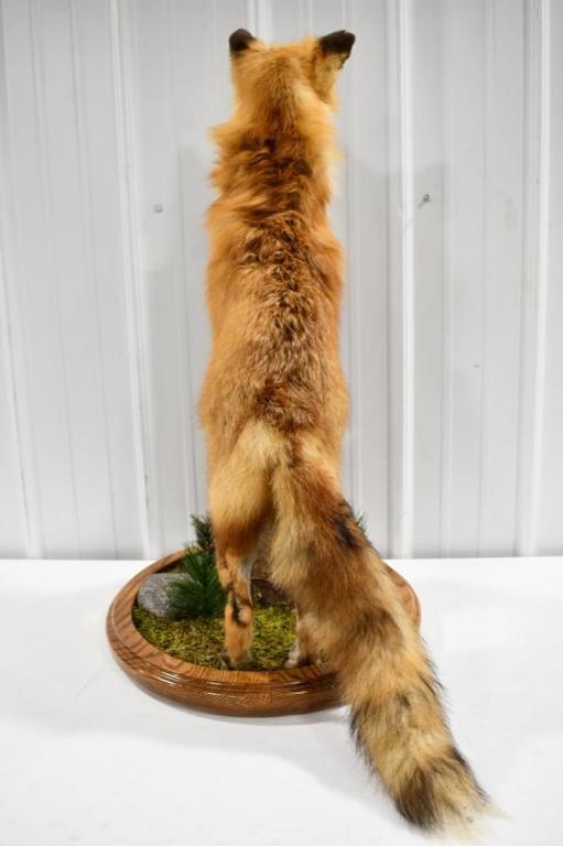 Full Body Red Fox On Fence Post Taxidermy Display