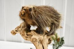 Full Body Porcupine Taxidermy Tabletop Display