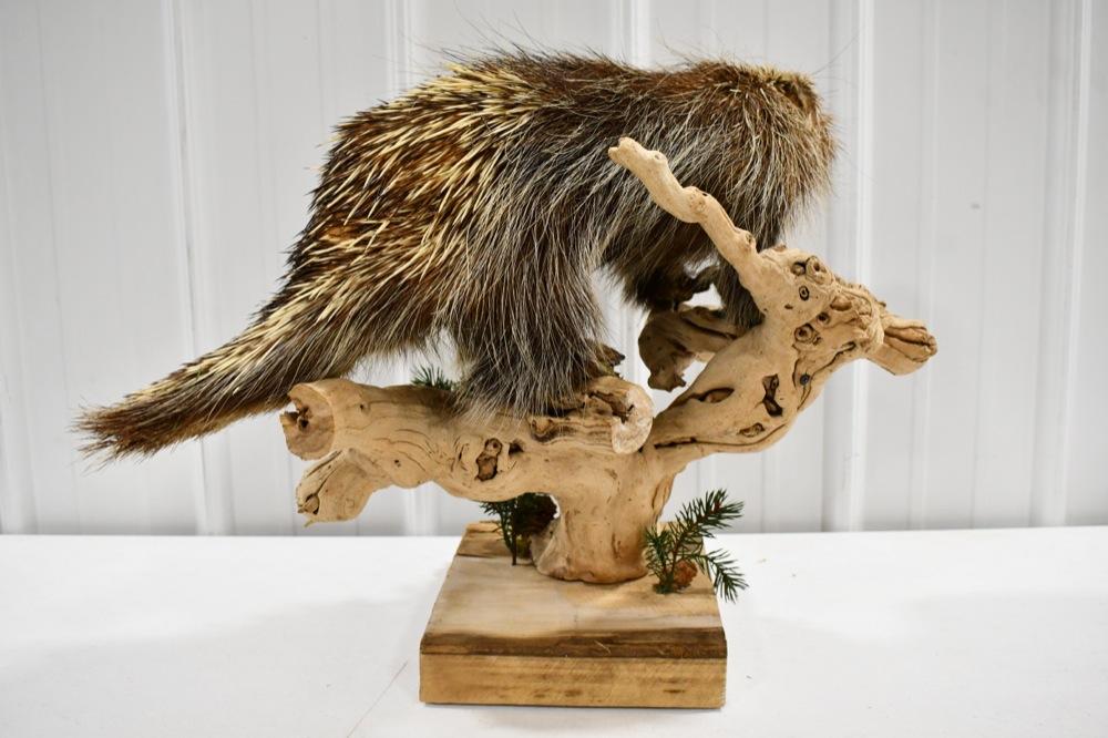 Full Body Porcupine Taxidermy Tabletop Display