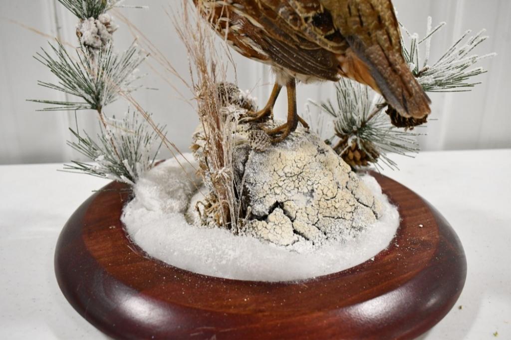 Full Body Bobwhite Quail Taxidermy Display