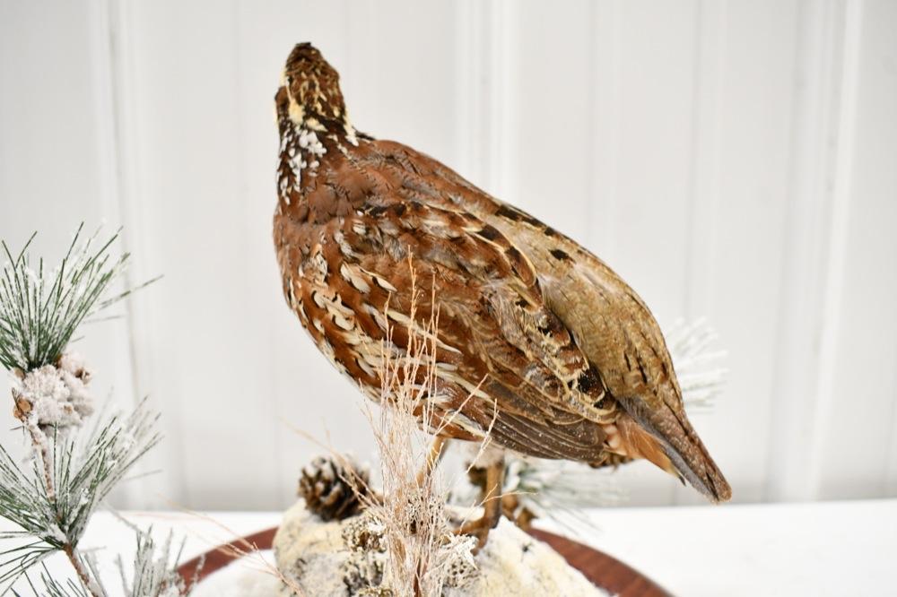 Full Body Bobwhite Quail Taxidermy Display