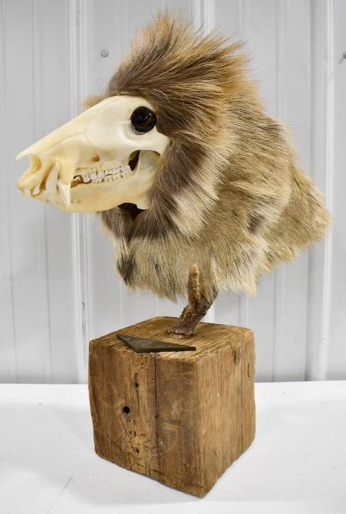 Fantasy Taxidermy Opossum Man Display