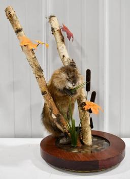 Full Body Muskrat w/ Birch Wood Tabletop Display