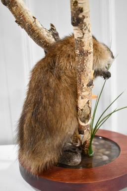 Full Body Muskrat w/ Birch Wood Tabletop Display