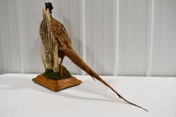 Full Body Standing Pheasant On Tabletop Base