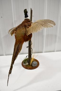 Full Body Flying Pheasant On Tabletop Base