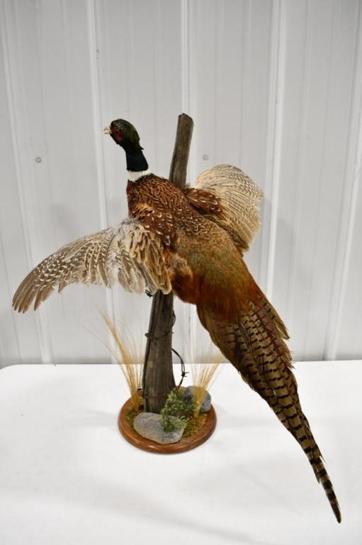 Full Body Flying Pheasant On Tabletop Base