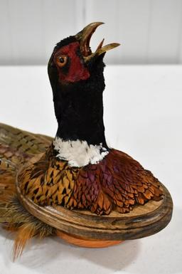 Taxidermy Pheasant Shoulder Mount w/ Tail Fan