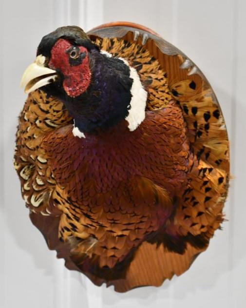 Taxidermy Pheasant Shoulder Mount On Wood Plaque